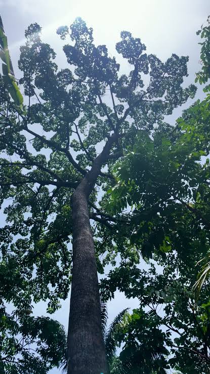 Historic Iroko Tree in Umuaja